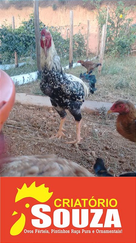 Ovos Galados Indio Gigante Baia Top Criatorio Souza Ovos Galados Ovos Ferteis Vicosa Mg De Galinhas De Qualidade Galinhas Raca Pura Producao E Ornamentais Ovos Galados Indio Gigante Baia Top Criatorio Souza Ovos Galados Ovos Ferteis Vicosa Mg De Galinhas De Qualidade Galinhas Raca Pura Producao E Ornamentais