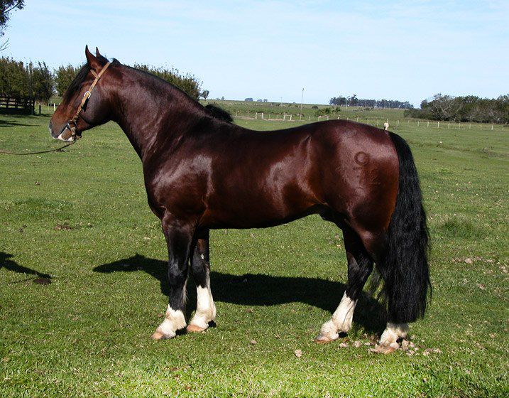 Hino Colorado de Santa Edwiges Tenda Crioula Animais, Coberturas