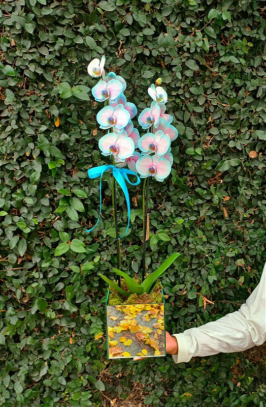 Belíssima Orquídea Frozen no Vaso Espelhado - Fênix Floricultura - Flores e  presentes