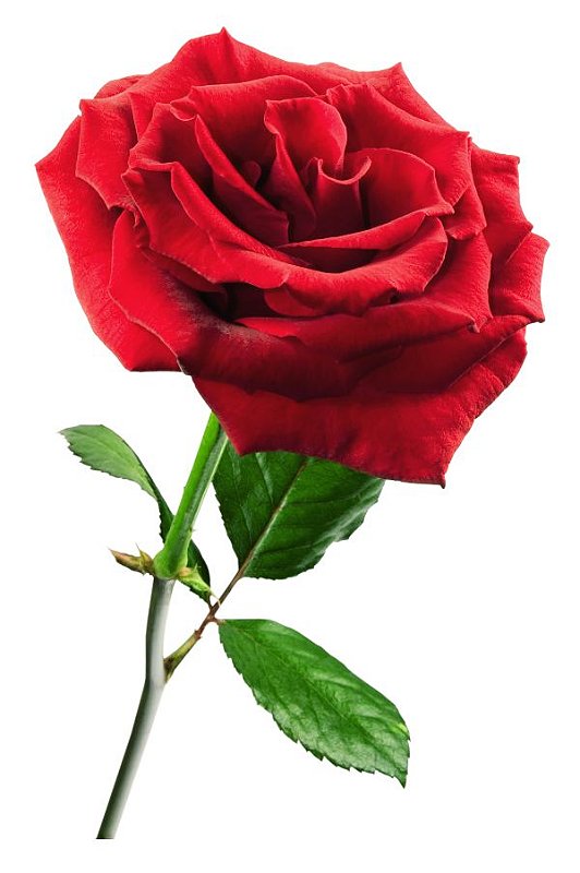 Rosa Colombiana - Fênix Floricultura - Flores e presentes