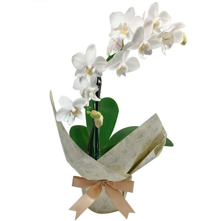 Mini Orquídea Branca - Fênix Floricultura - Flores e presentes