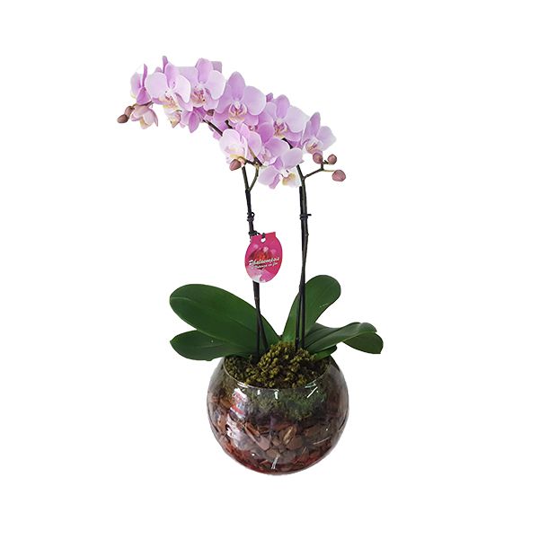 Mini Orquidea Rosa no Vaso - Flores da Vila