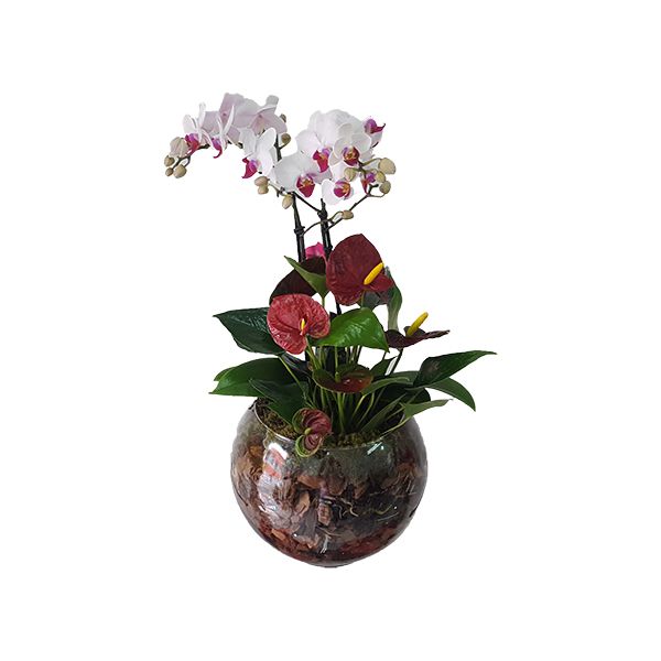 Mini Orquídea e Antúrio no Vaso - Flores da Vila