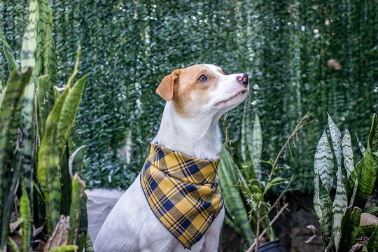 Bandana Magia para Pet - BenDog - Seu Pet Estiloso