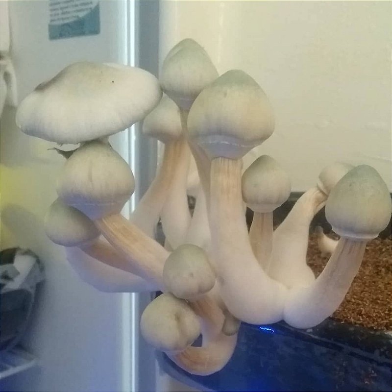 Cogumelo Mágico Albino desidratado CoguXamã Cogumelos Mágicos