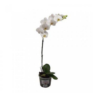 Orquídea phalaenopsis branca, Comprar muda de orquídea branca online R -  Jardineiros.net - o maior delivery de plantas ornamentais e artigos de  jardinagem do Rio de Janeiro
