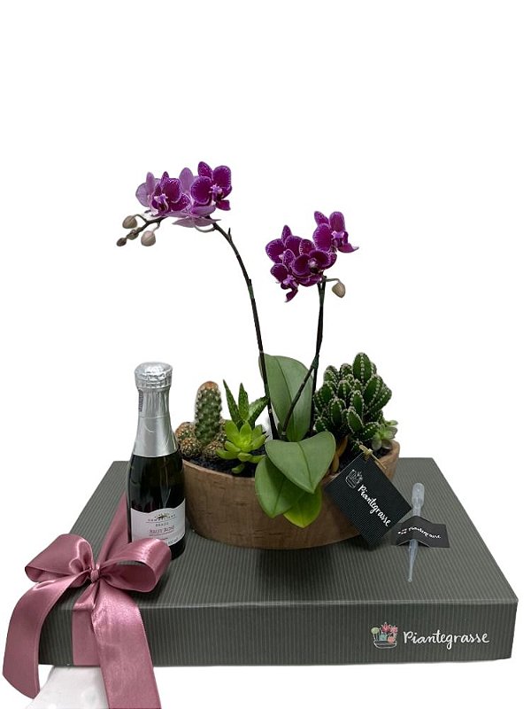 Kit Arca Aço Corten em cerâmica com mix de cactos, suculentas e mini orquídea + Mini Espumante Brut Rosé Club des Someliers