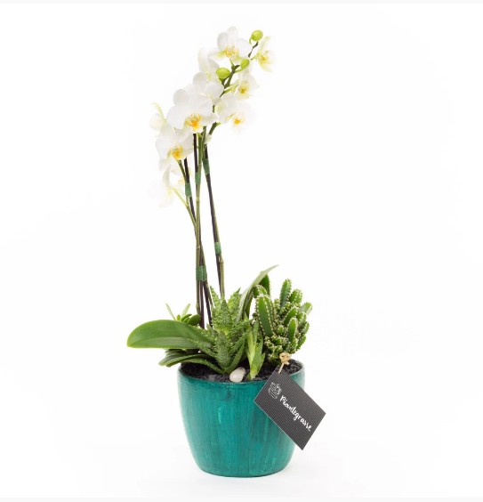 Copo Bojudo Grande com Mini Orquídeas, Cactos e Suculentas - Arranjos  Florais