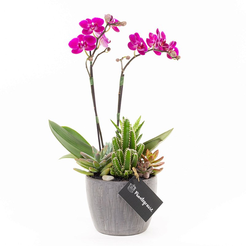 Copo Bojudo Grande com Mini Orquídeas, Cactos e Suculentas - Arranjos  Florais