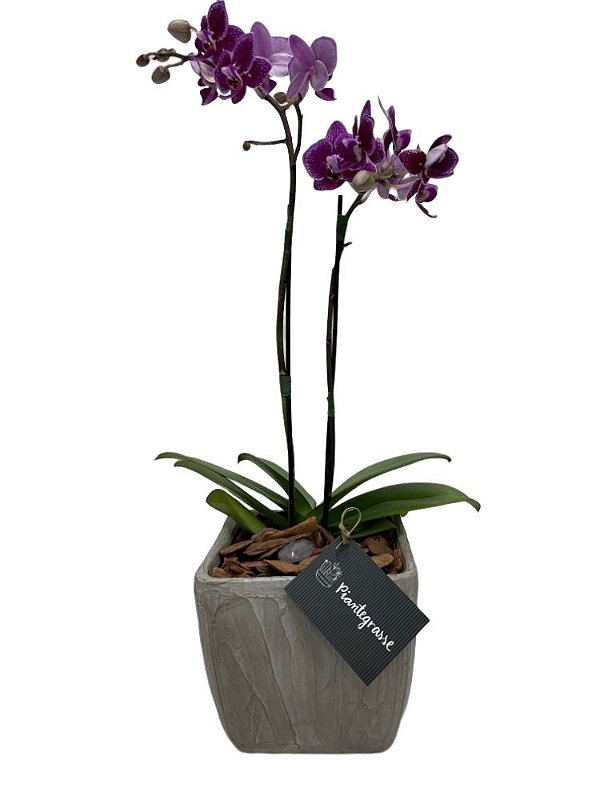 Vaso Bojudo Quadrado Médio com Mini Orquídea