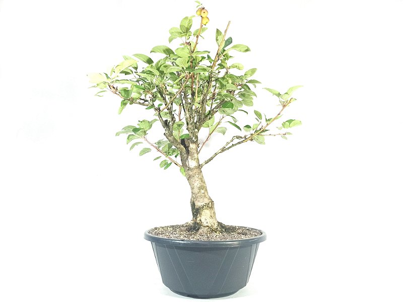 Pré Bonsai Macieira anã 53cm altura Yamaen Bonsai Comprar Bonsai