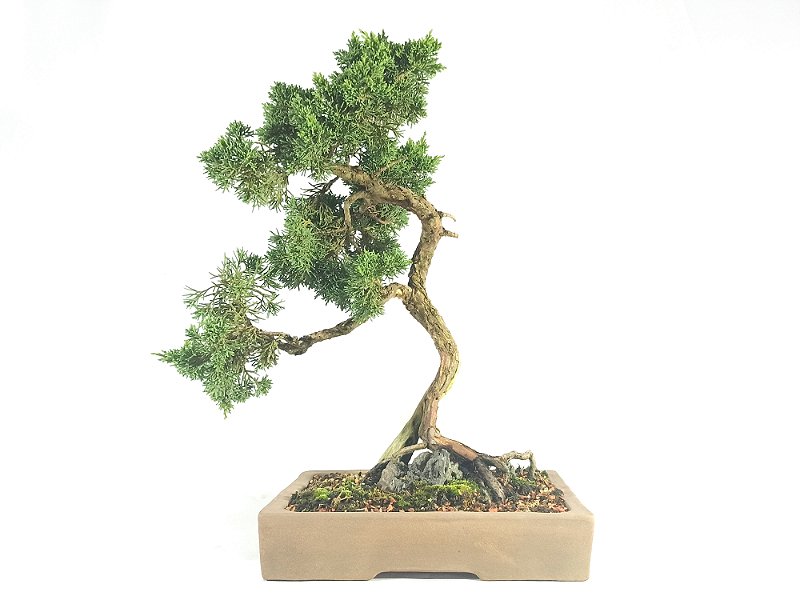 Pré Bonsai Shimpaku Kichu 42cm altura Yamaen Bonsai Comprar Bonsai