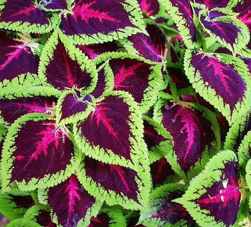 Comprar Sementes de Arco Íris Flor Sortido Coleus Semente Rara Venda de Sementes Para Plantar