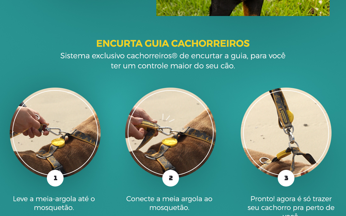 Super Guia para Cachorro Honey Cachorreiros