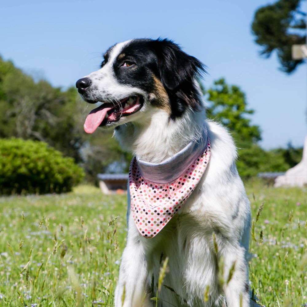 Bandana e laço pandinhas fofinhos dupla face rosa para pet