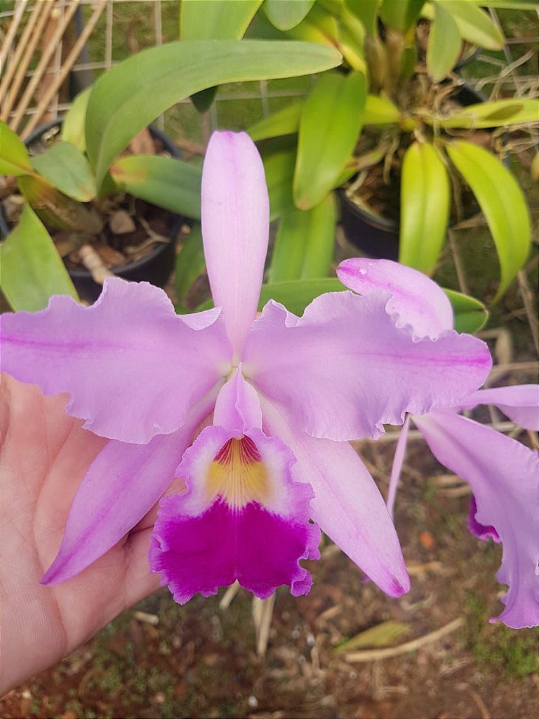 Orquidea Rosa Sem Id Orquideas Daju