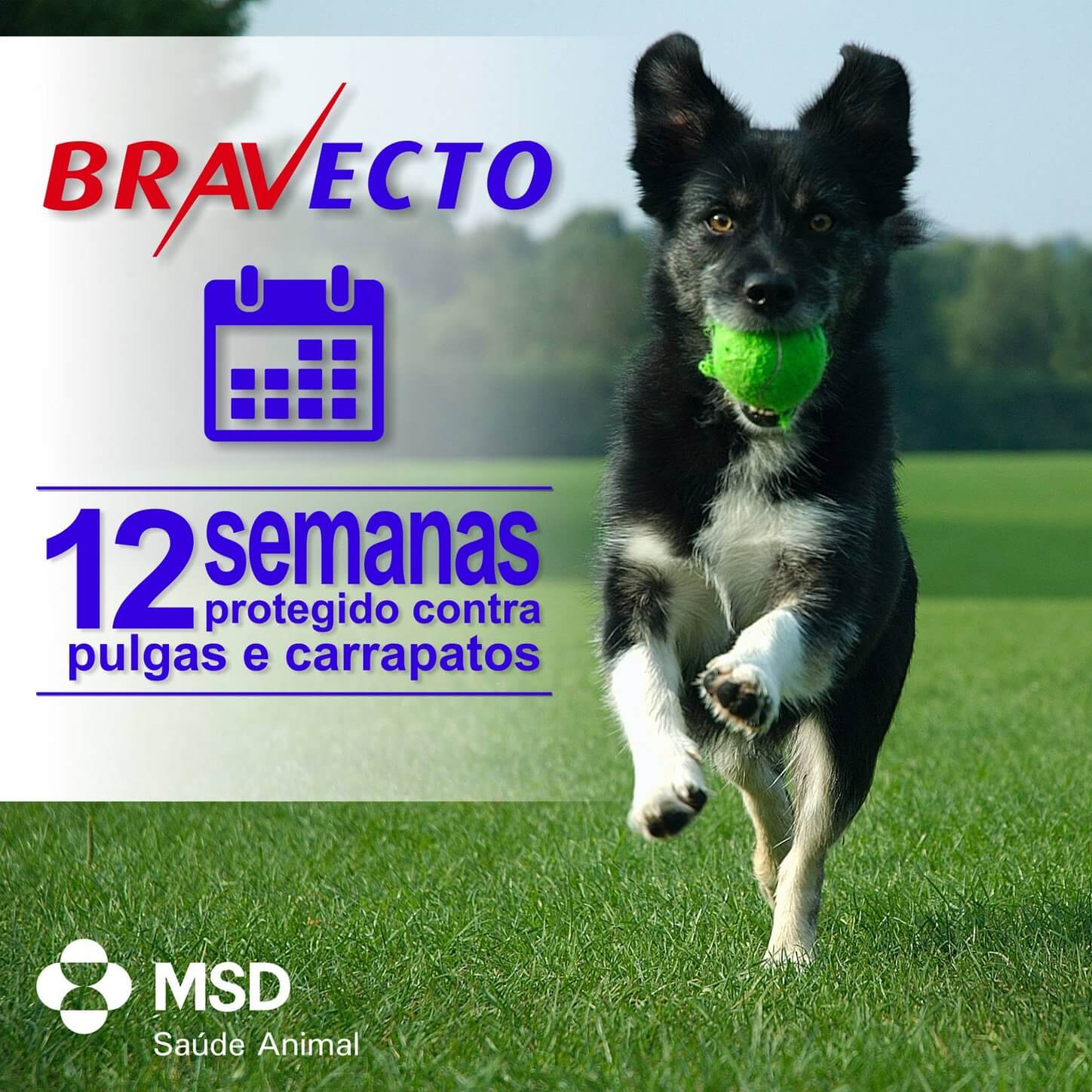 Bravecto Comprimido 10Kg a 20Kg - MSD - Agrocampo Giordani