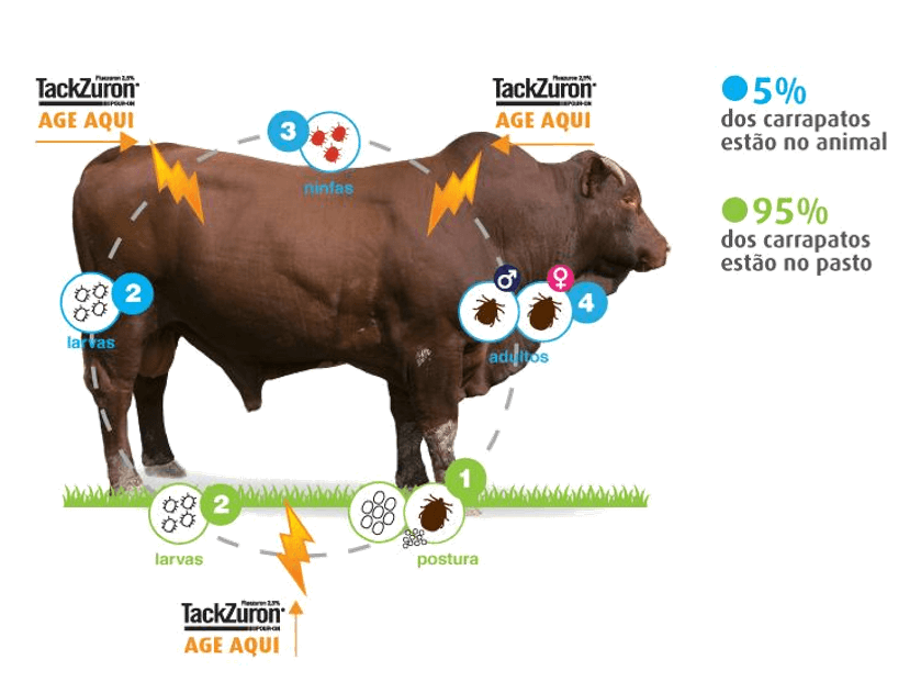 Tackzuron e o controle do carrapato