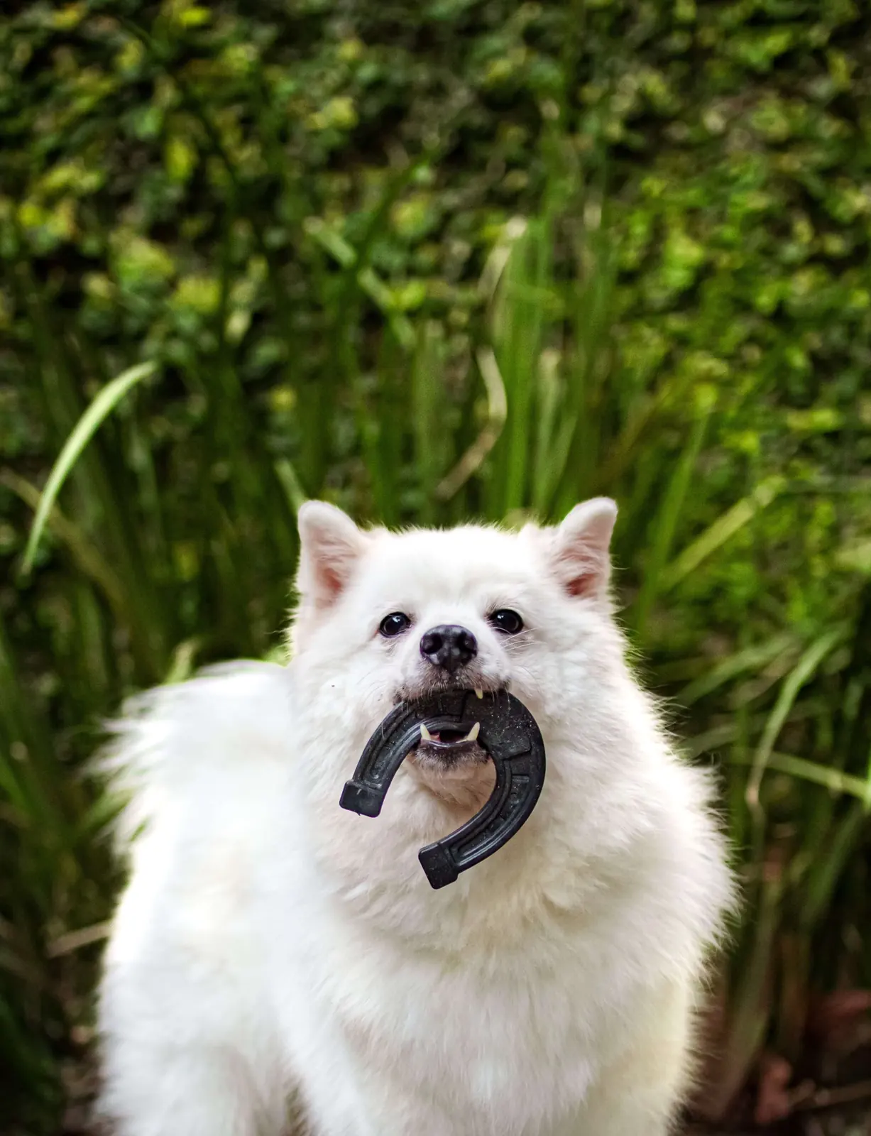 Cão roendo um Biobone